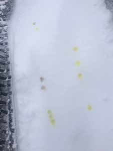 Read more about the article Yellow Fluid Leaking from Car